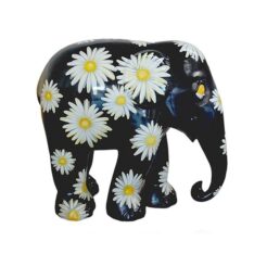Daisies