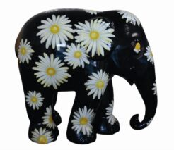 Daisies